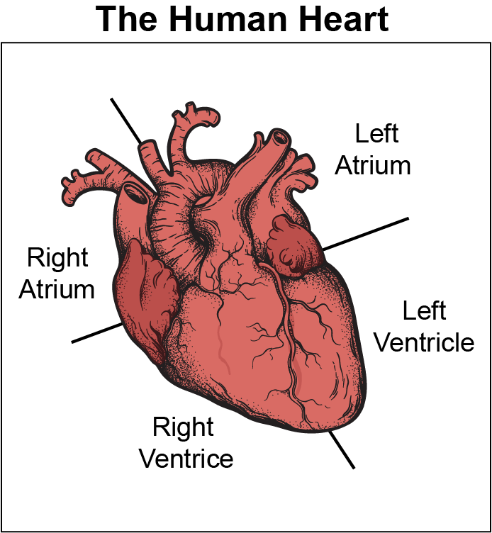 _images/heart.png