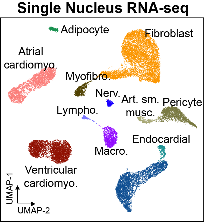 _images/snrna.png